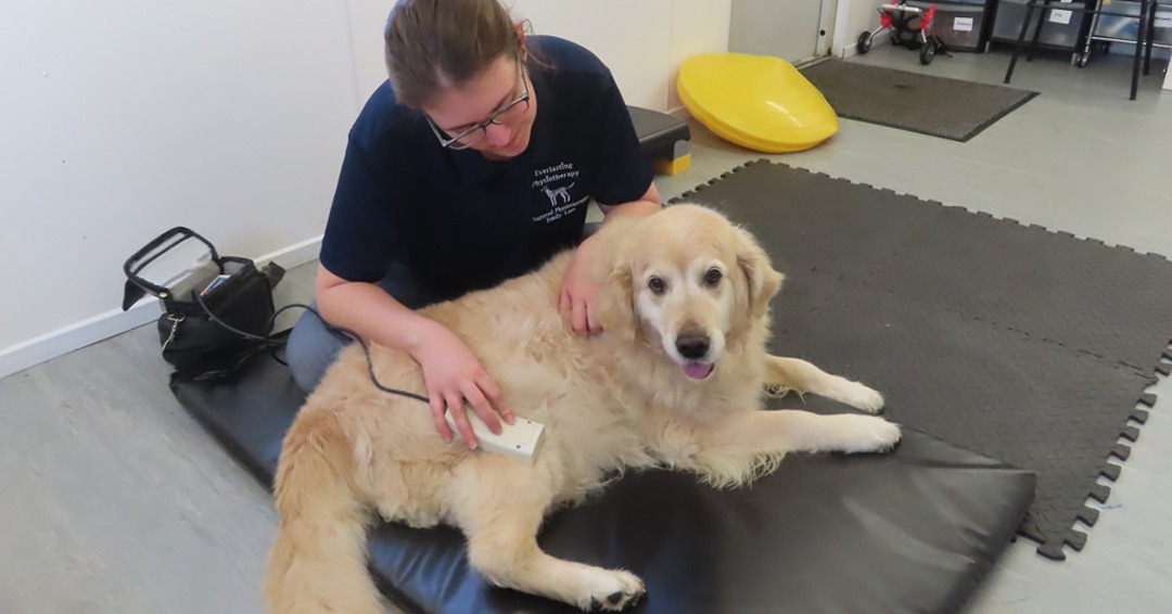 Winner small image - Everlasting Physiotherapy